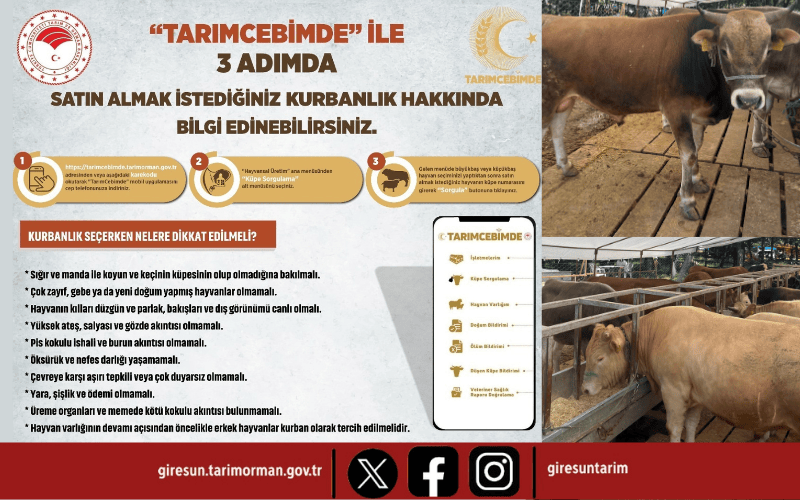 Kayıtlı Hayvan, Sağlıklı Kurban: Kurbanlık Alırken Bunlara Dikkat!
